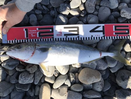 あけおめ青物とヒラメ